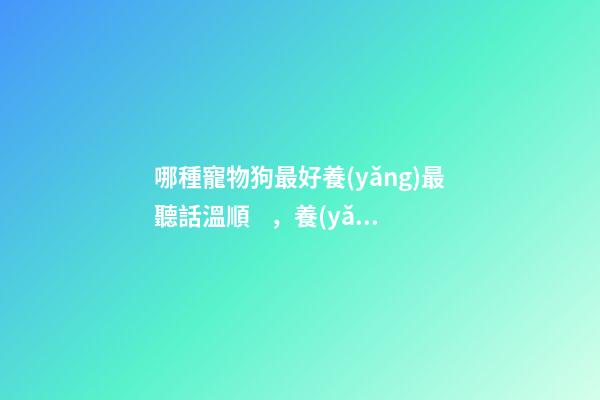 哪種寵物狗最好養(yǎng)最聽話溫順，養(yǎng)狗“首選”這8種狗-第1張-觀點-玄機派